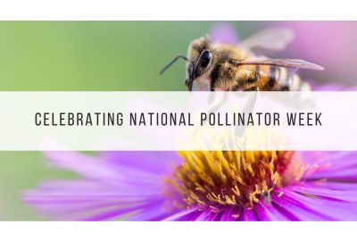 national pollinator week