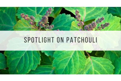 Spotlight on Patchouli