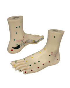 Anatomical Foot Model- Adult Size