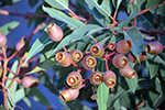 Lemon Eucalyptus (Corymbia Citriodora) 5563